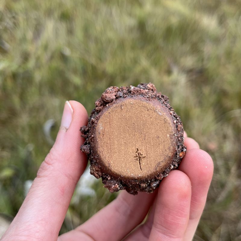 Malá vázička Země